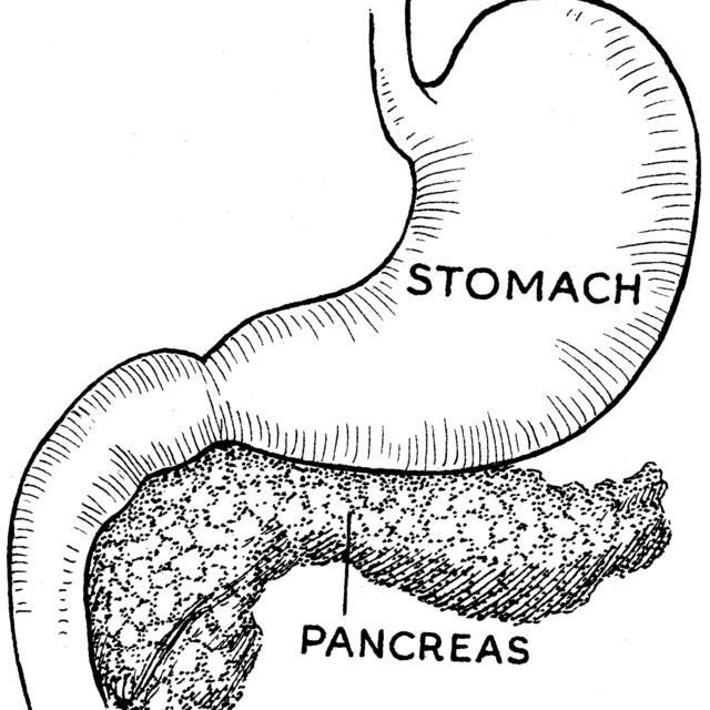Pancreas Illustration